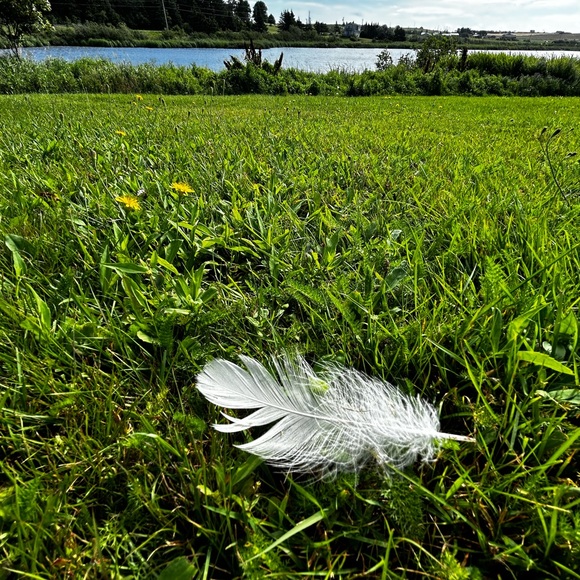 Meet your Posher, Yvonne - Picture 9 of 10